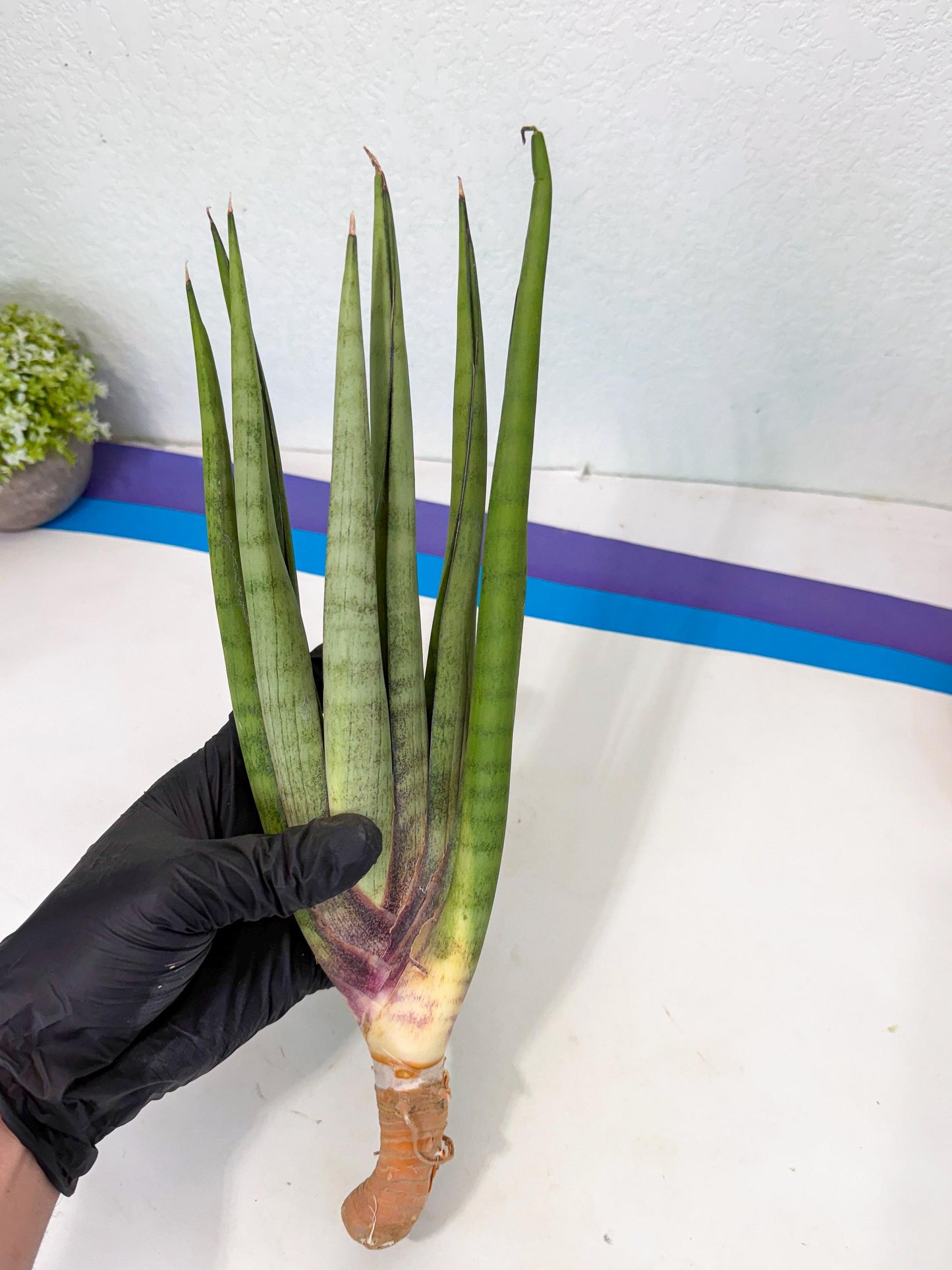 Sansevieria Dath Mint (pp) (1) | Very Rare Hybrid
