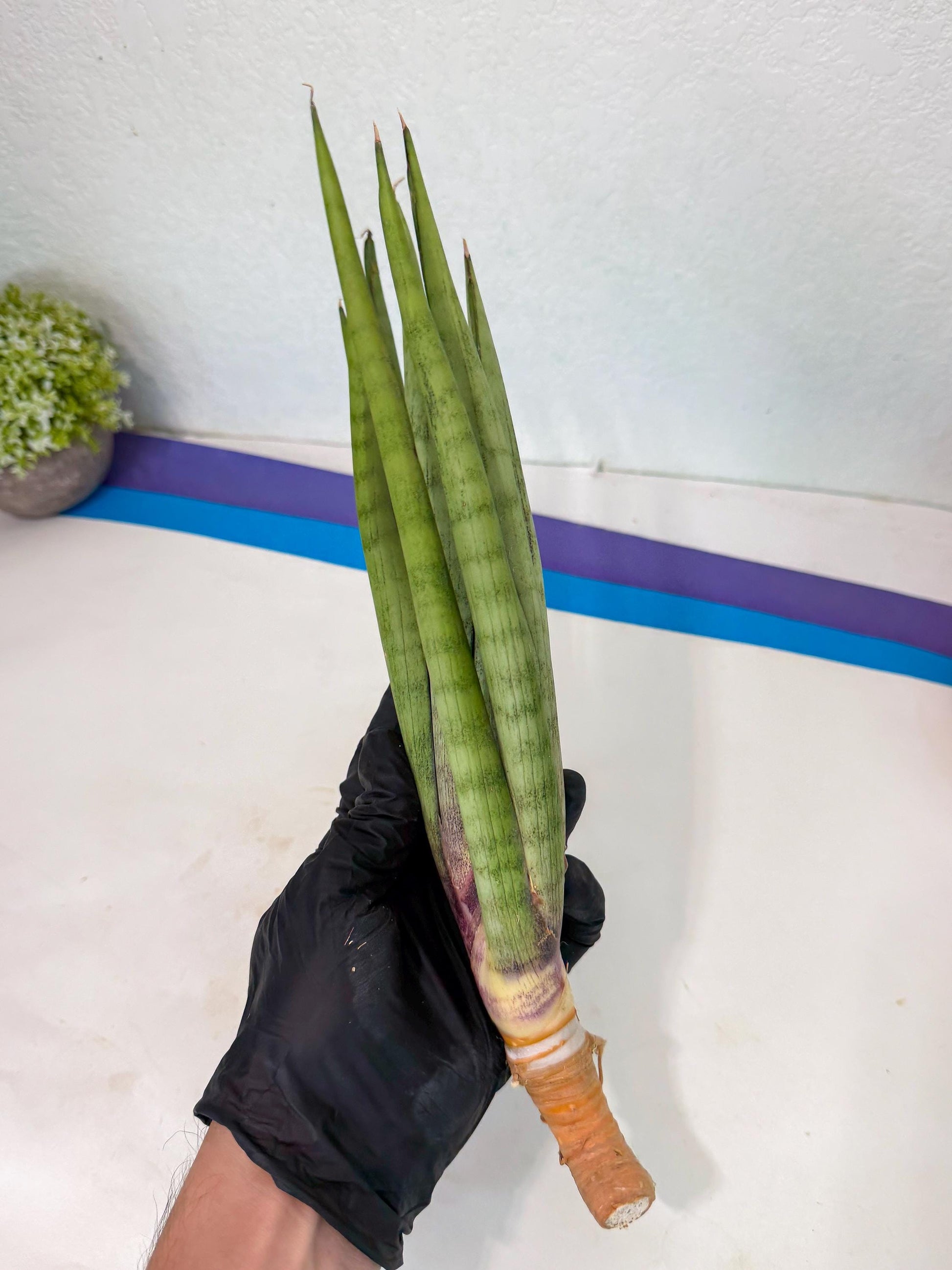 Sansevieria Dath Mint (pp) (1) | Very Rare Hybrid