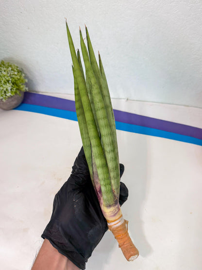 Sansevieria Dath Mint (pp) (1) | Very Rare Hybrid