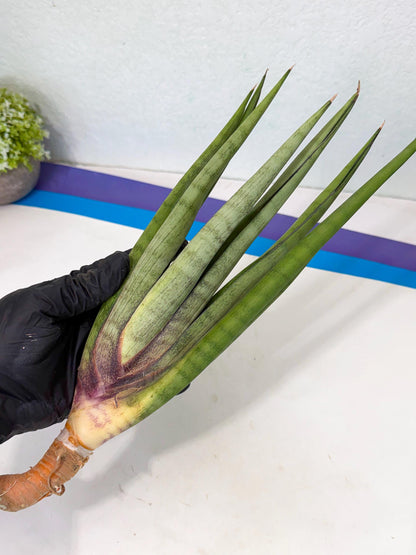 Sansevieria Dath Mint (pp) (1) | Very Rare Hybrid
