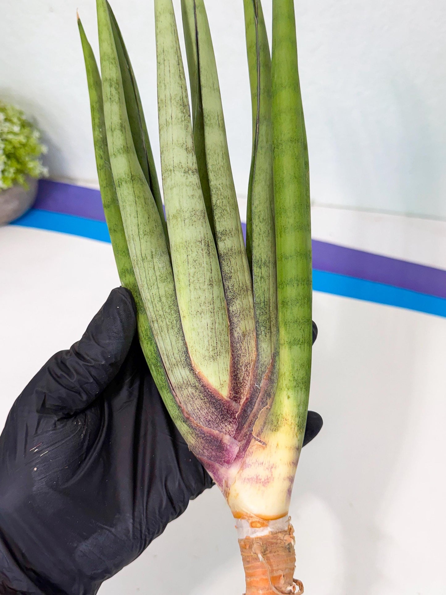 Sansevieria Dath Mint (pp) (1) | Very Rare Hybrid