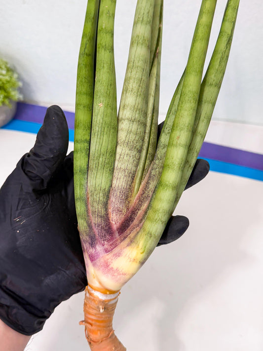 Sansevieria Dath Mint (pp) (1) | Very Rare Hybrid