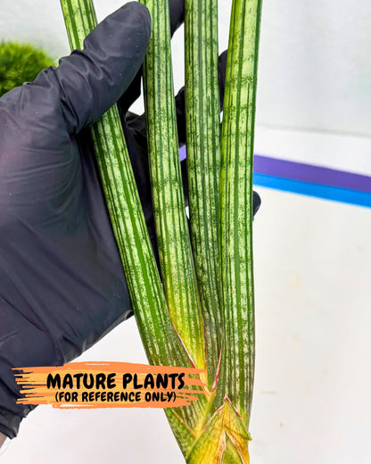 Sansevieria Mill Lignes (pp) (2) | Imported hybrids