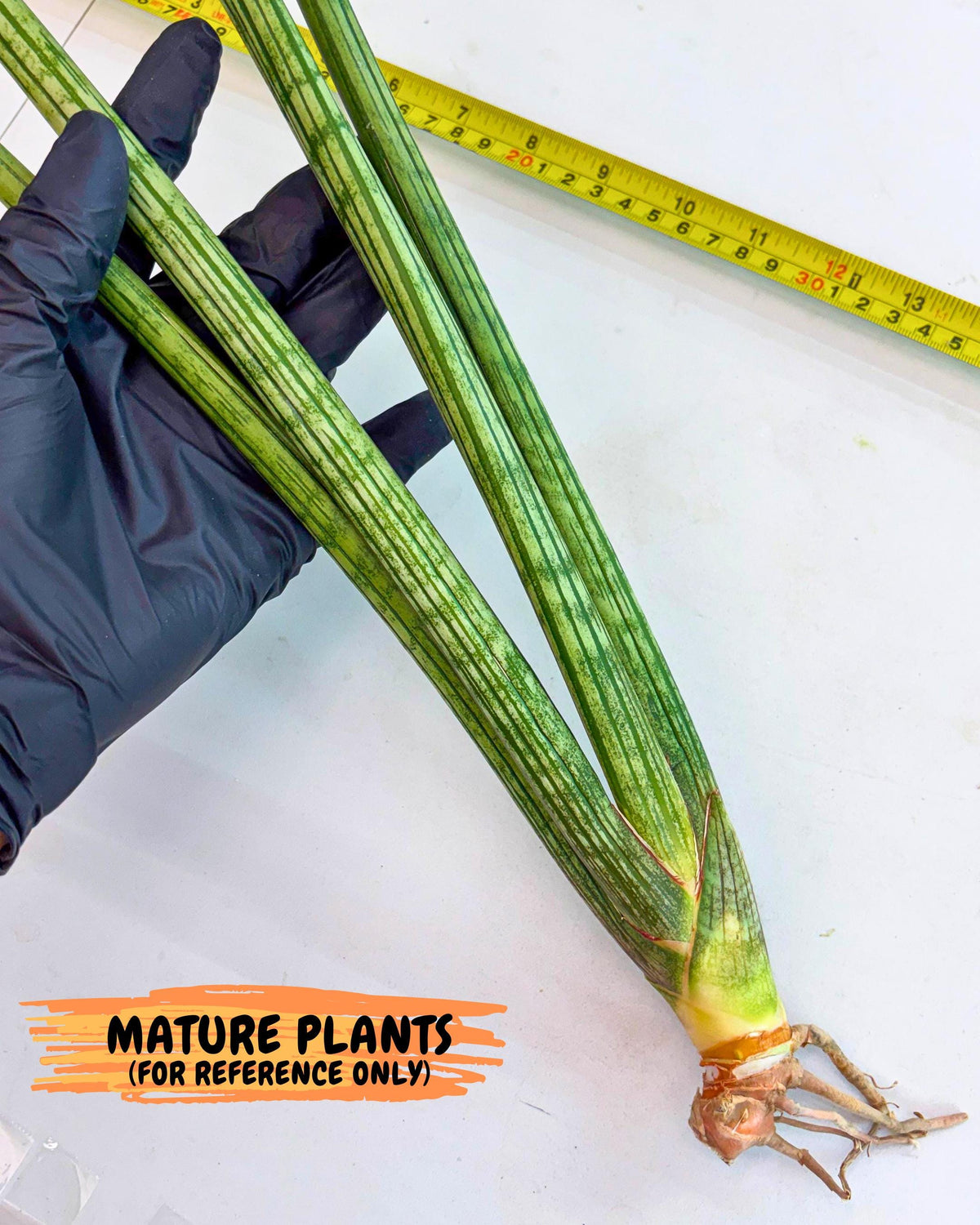 Sansevieria Mill Lignes (pp) (2) | Imported hybrids