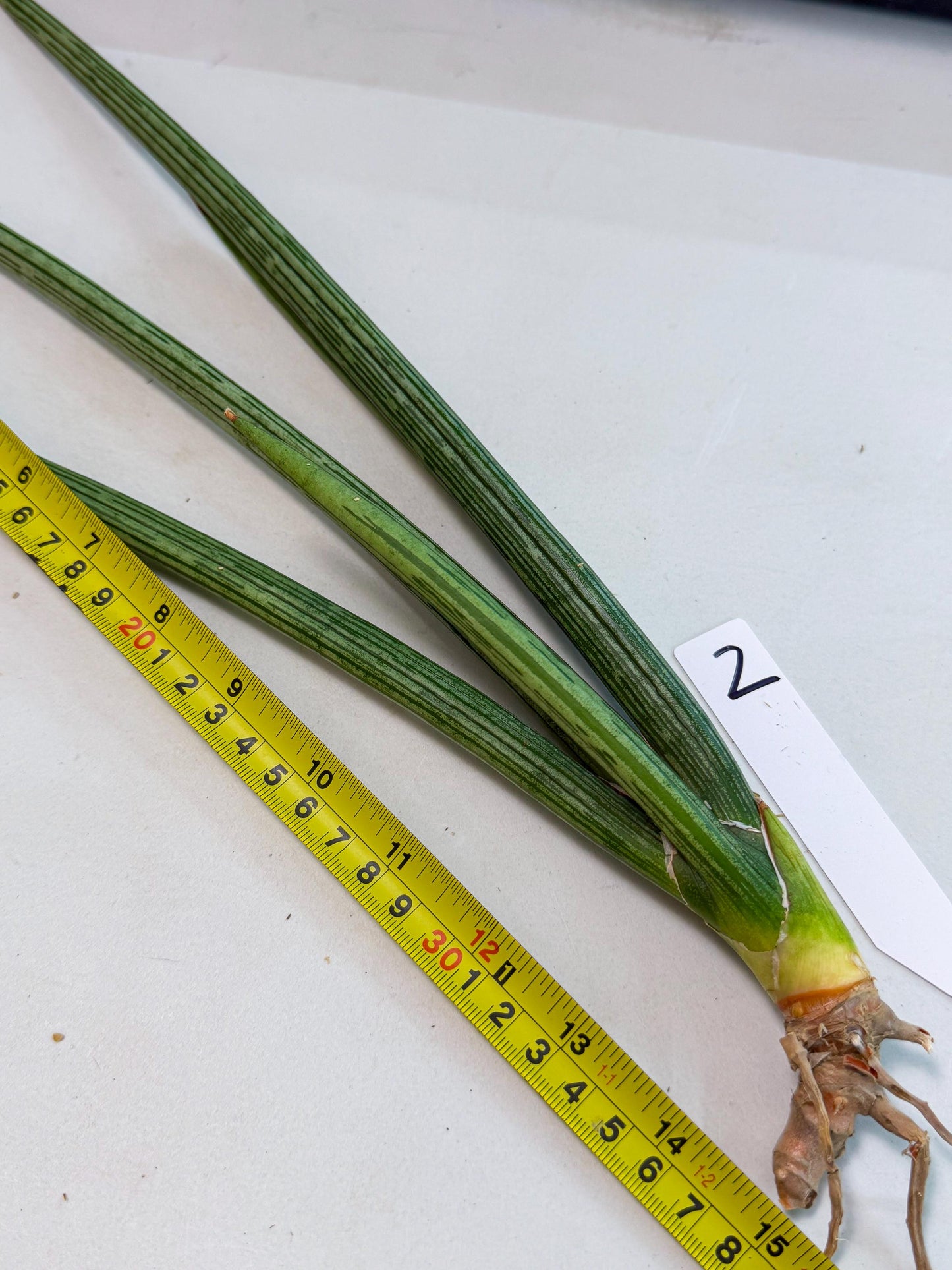 Sansevieria Mill Lignes (pp) (2) | Imported hybrids