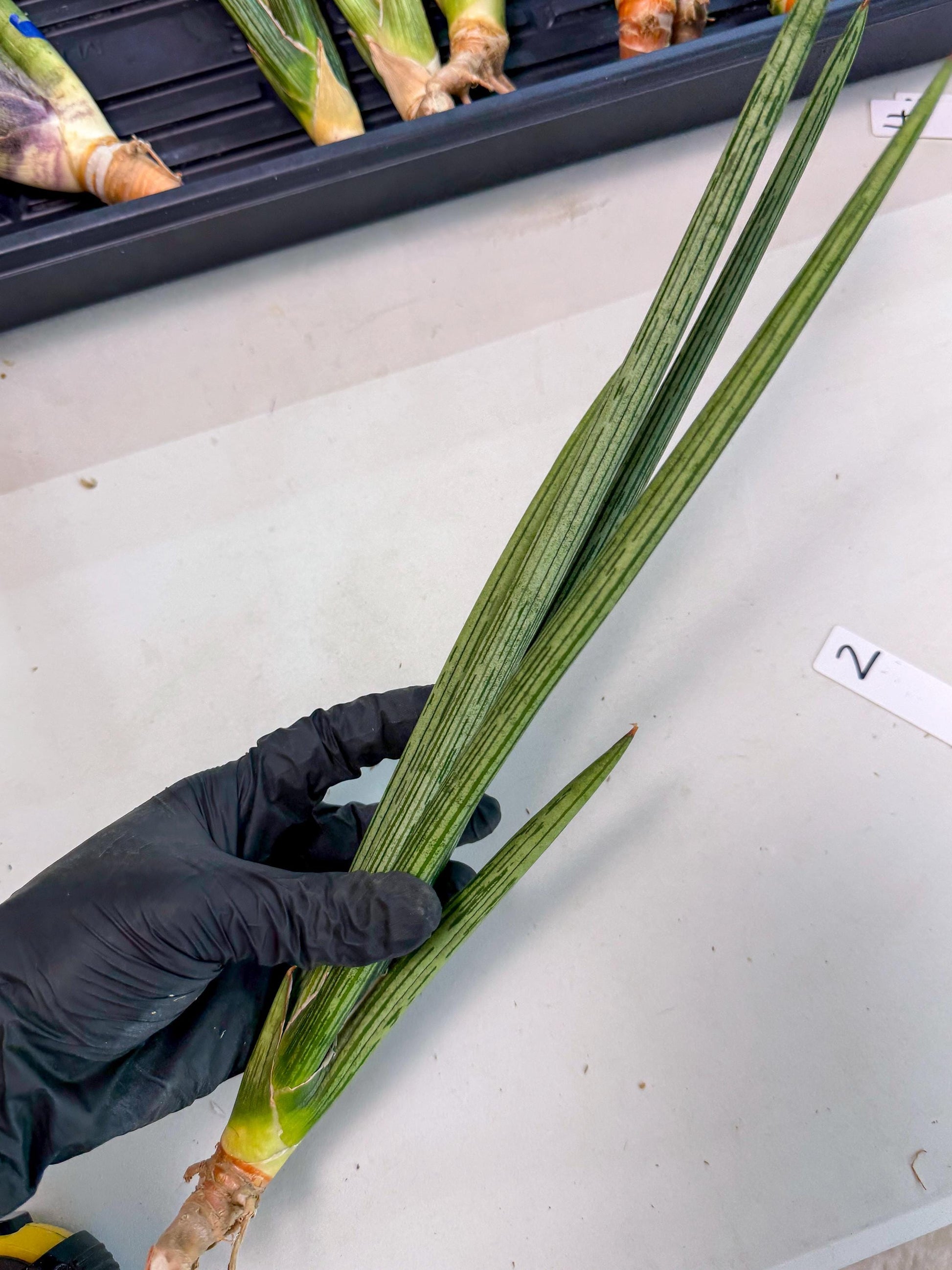 Sansevieria Mill Lignes (pp) (2) | Imported hybrids