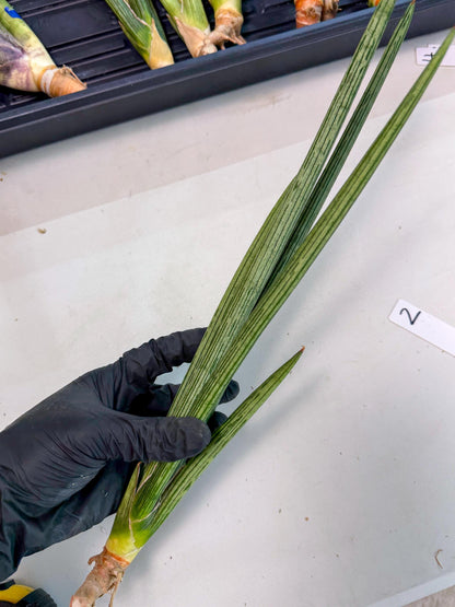 Sansevieria Mill Lignes (pp) (2) | Imported hybrids
