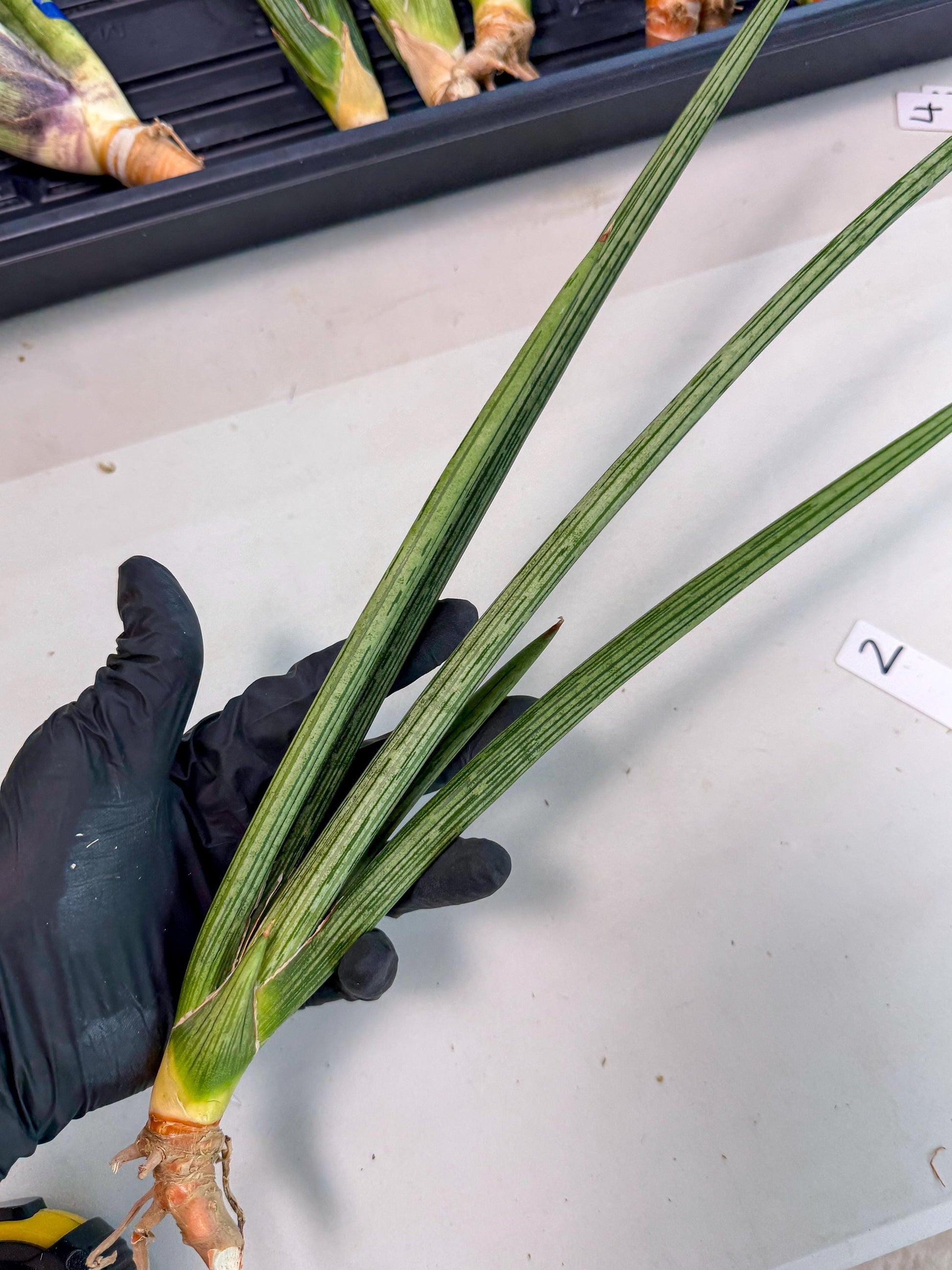 Sansevieria Mill Lignes (pp) (2) | Imported hybrids