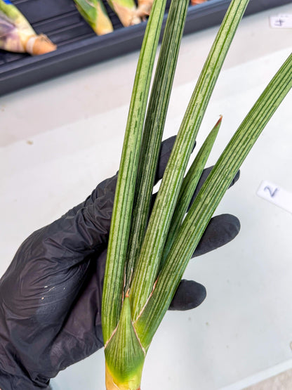 Sansevieria Mill Lignes (pp) (2) | Imported hybrids