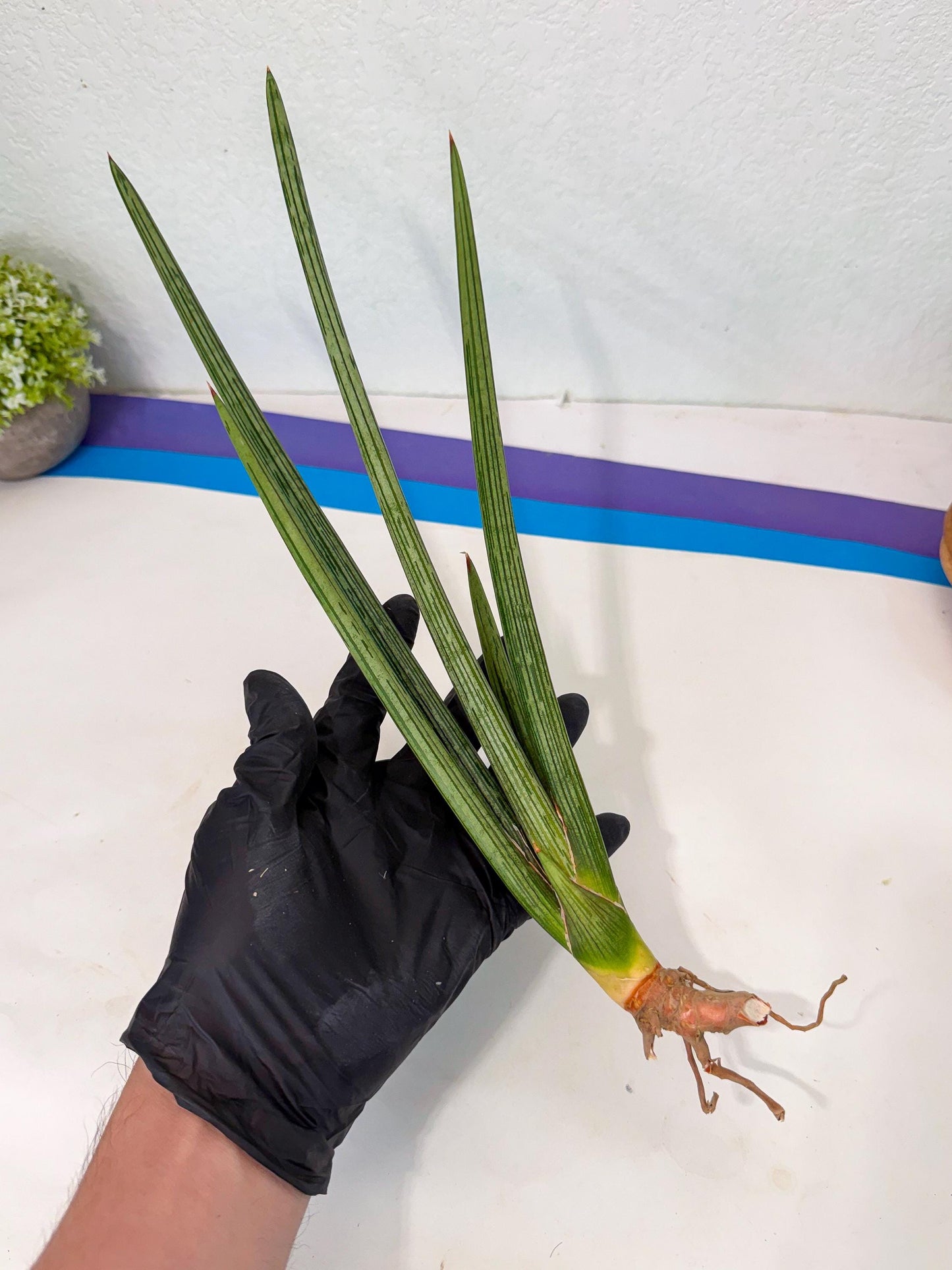 Sansevieria Mill Lignes (pp) (2) | Imported hybrids