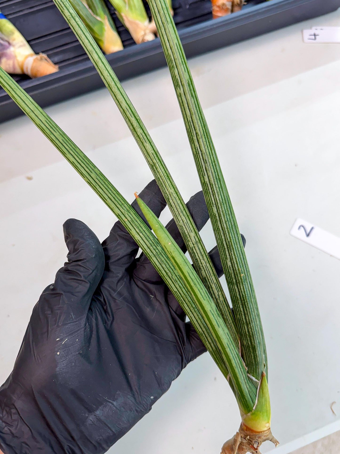 Sansevieria Mill Lignes (pp) (2) | Imported hybrids