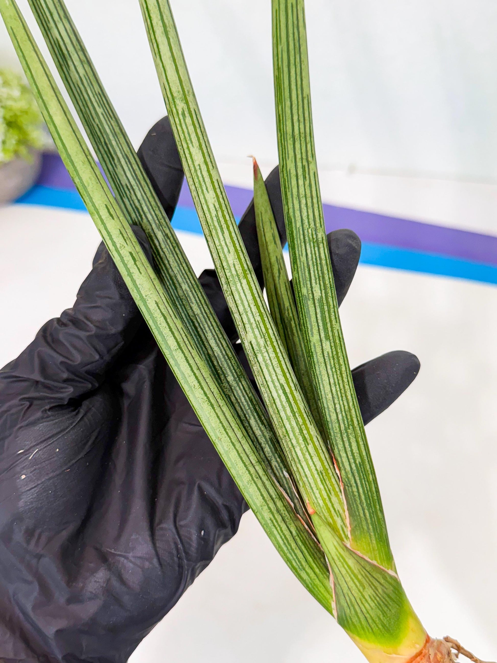 Sansevieria Mill Lignes (pp) (2) | Imported hybrids
