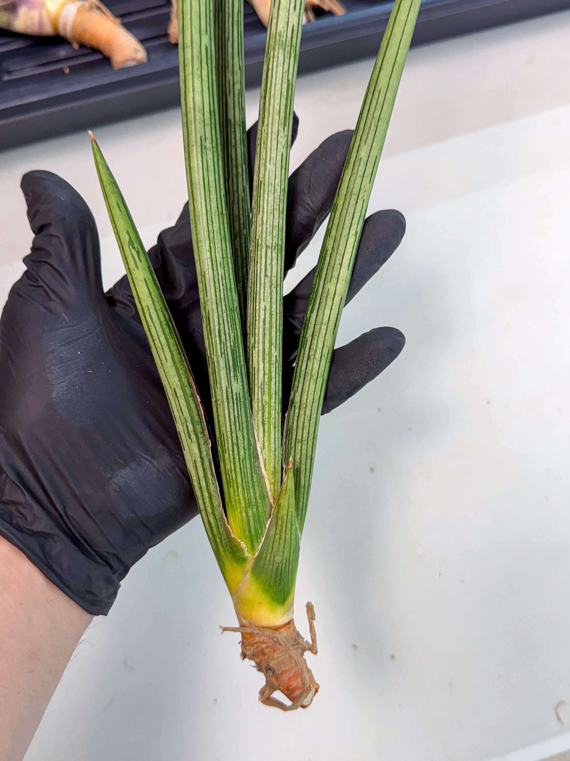 Sansevieria Mill Lignes (pp) (3) | Imported hybrids