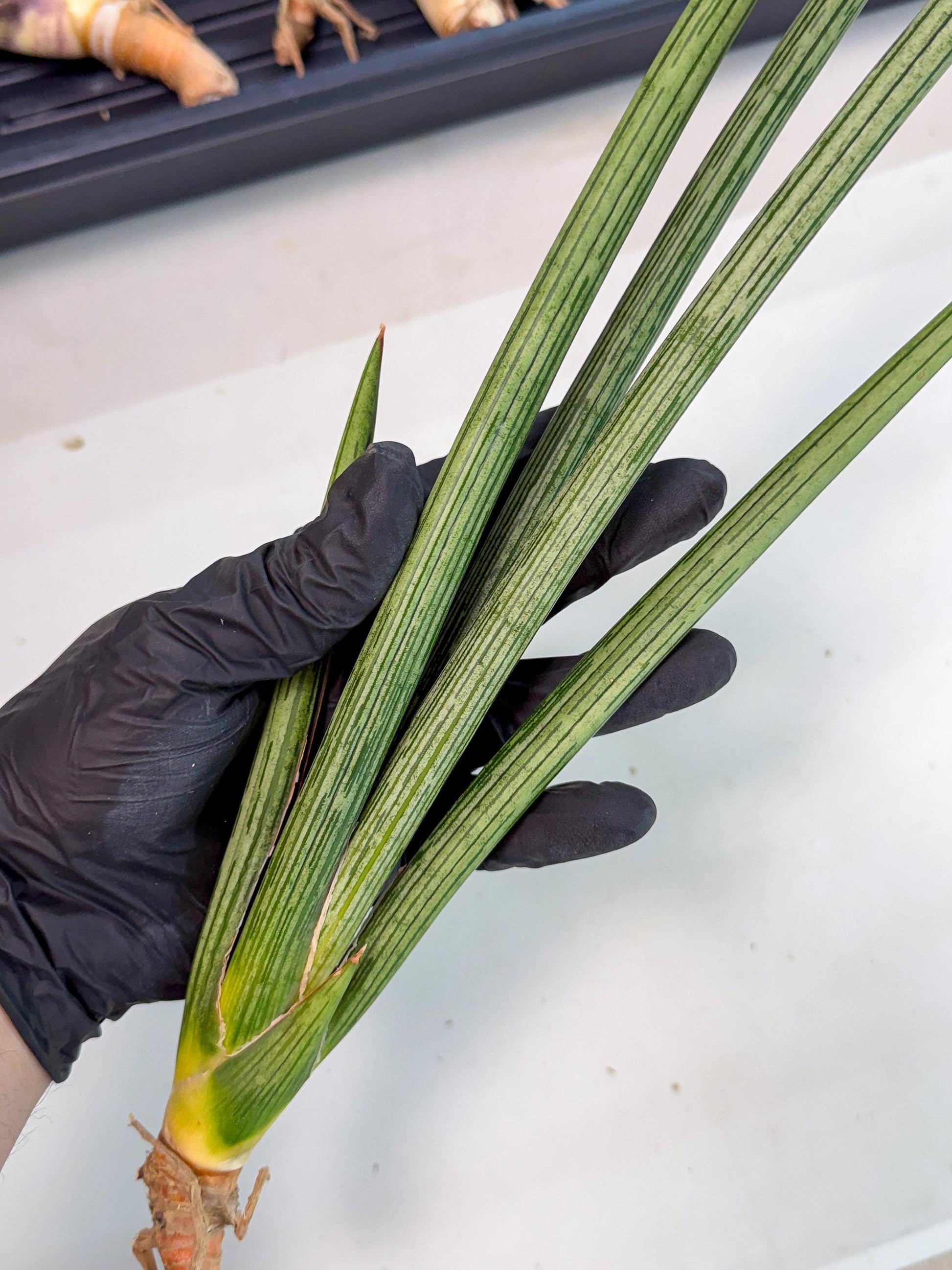 Sansevieria Mill Lignes (pp) (3) | Imported hybrids