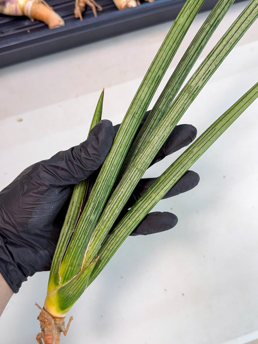 Sansevieria Mill Lignes (pp) (3) | Imported hybrids