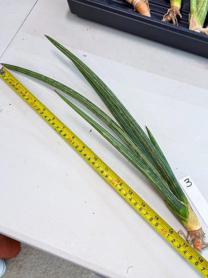 Sansevieria Mill Lignes (pp) (3) | Imported hybrids