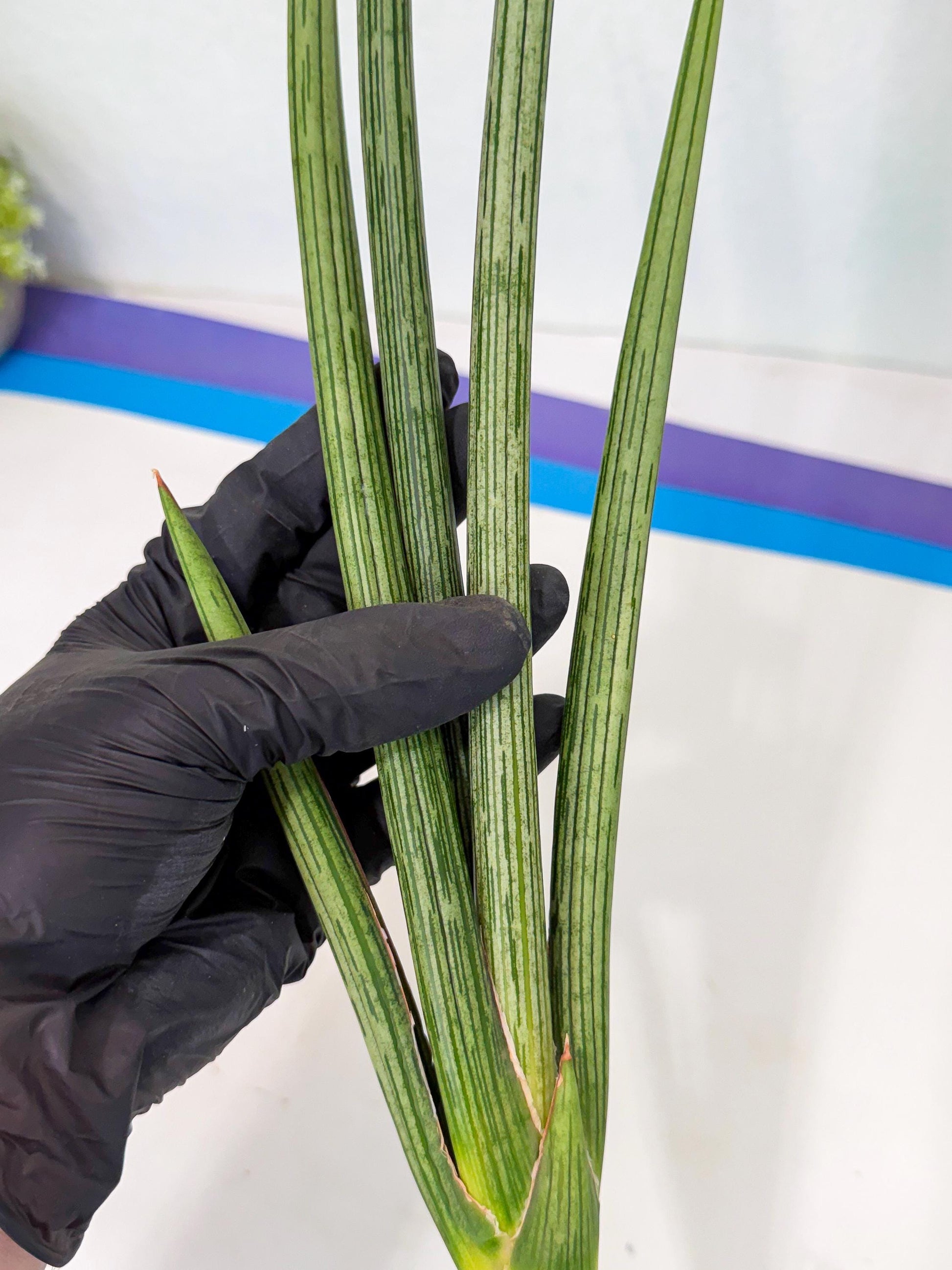 Sansevieria Mill Lignes (pp) (3) | Imported hybrids