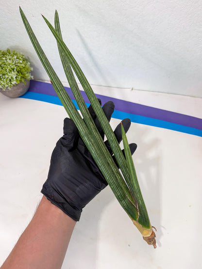 Sansevieria Mill Lignes (pp) (3) | Imported hybrids