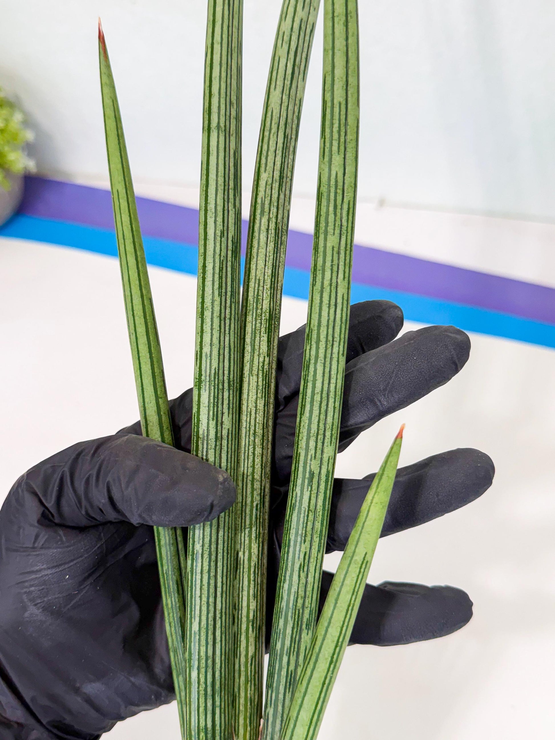 Sansevieria Mill Lignes (pp) (3) | Imported hybrids