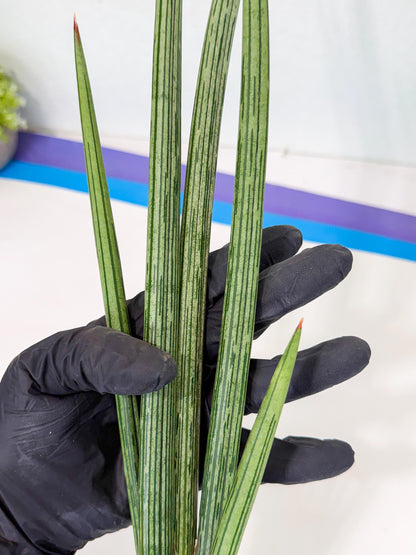 Sansevieria Mill Lignes (pp) (3) | Imported hybrids