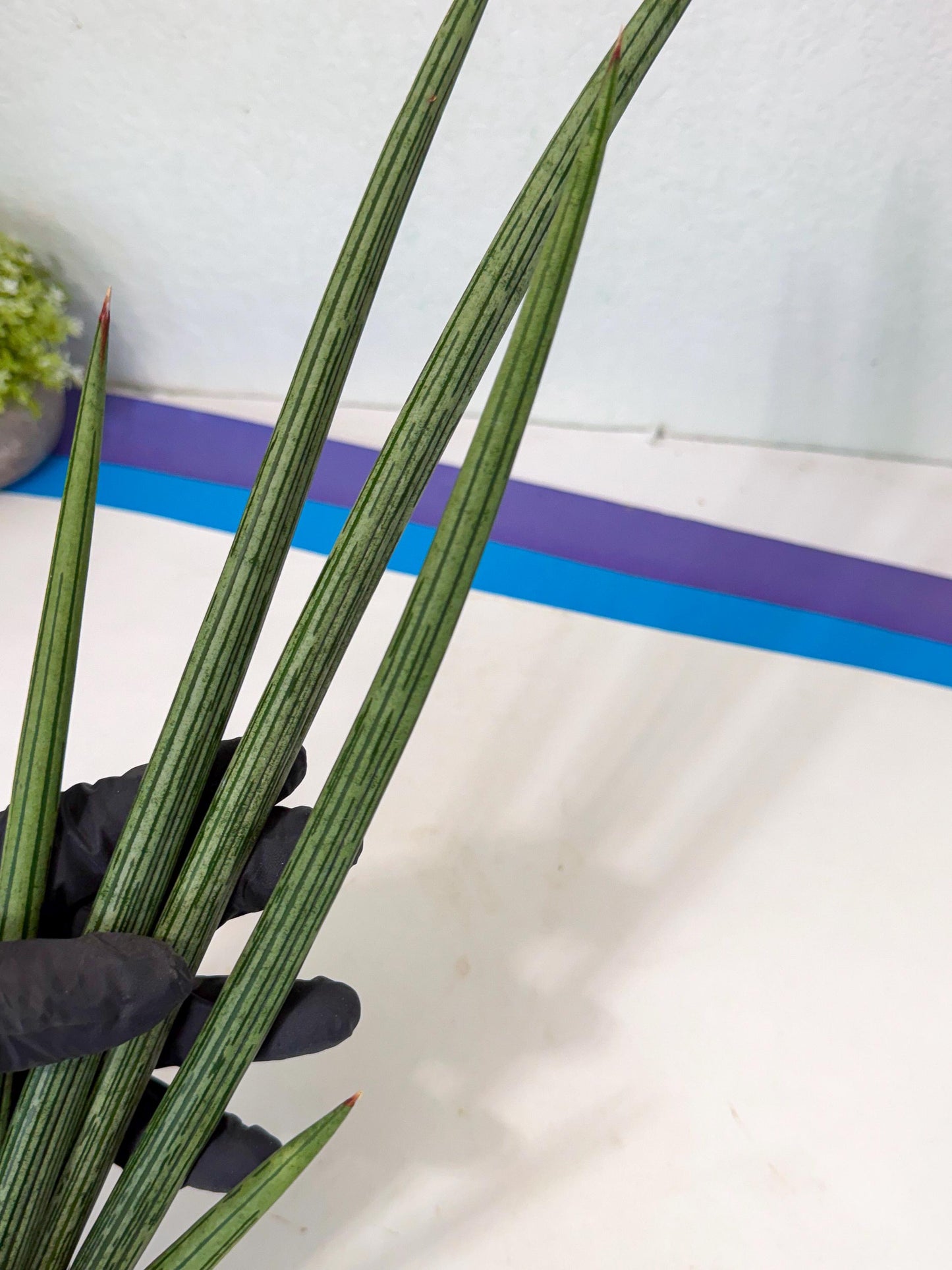 Sansevieria Mill Lignes (pp) (3) | Imported hybrids