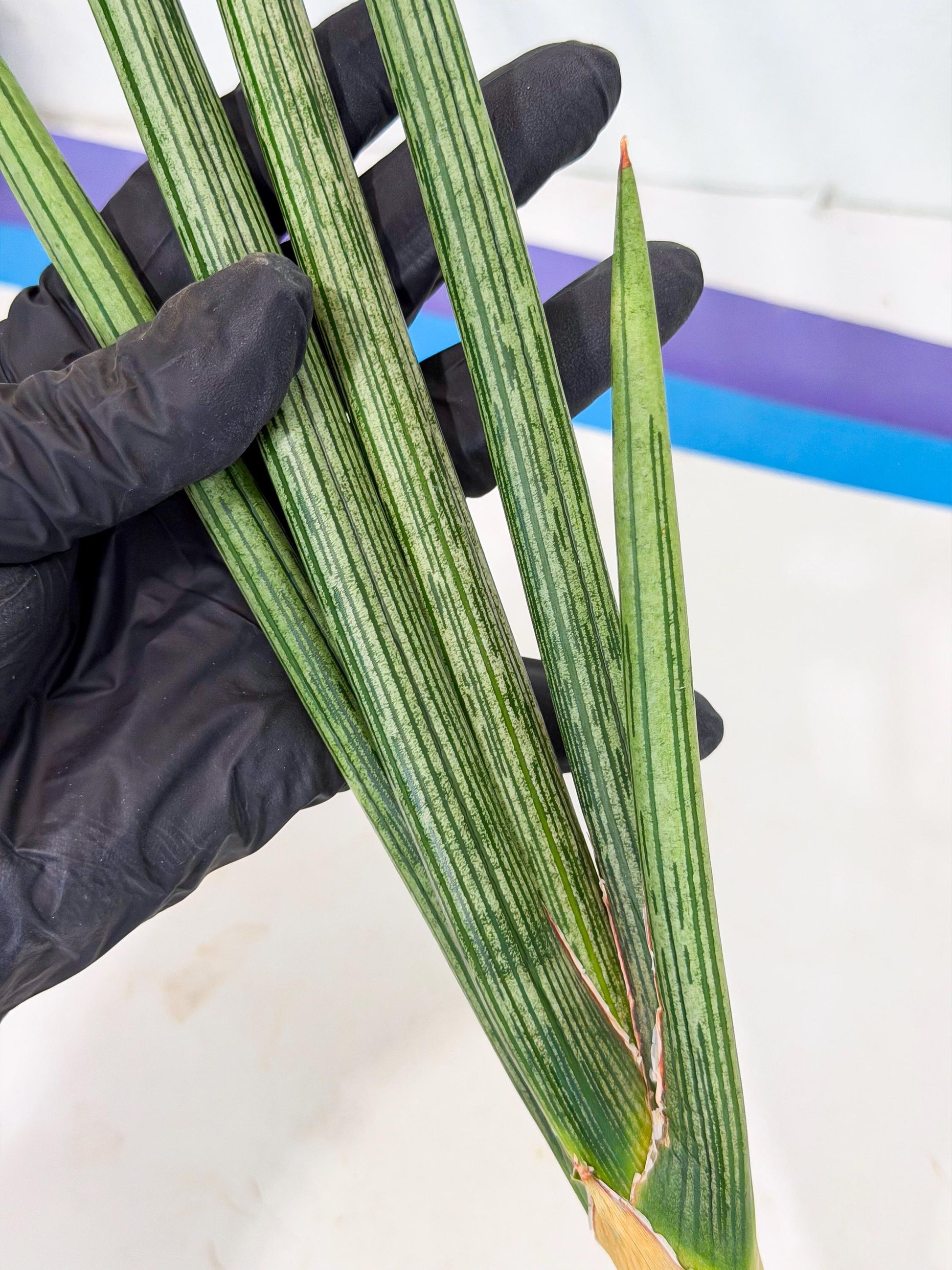 Sansevieria Mill Lignes (pp) (3) | Imported hybrids