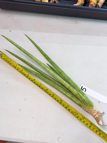 Sansevieria Alawo Eve (pp) (5) | Rare Hybrids
