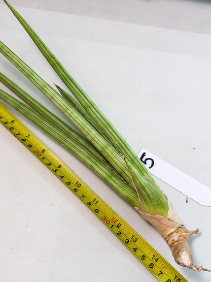 Sansevieria Alawo Eve (pp) (5) | Rare Hybrids