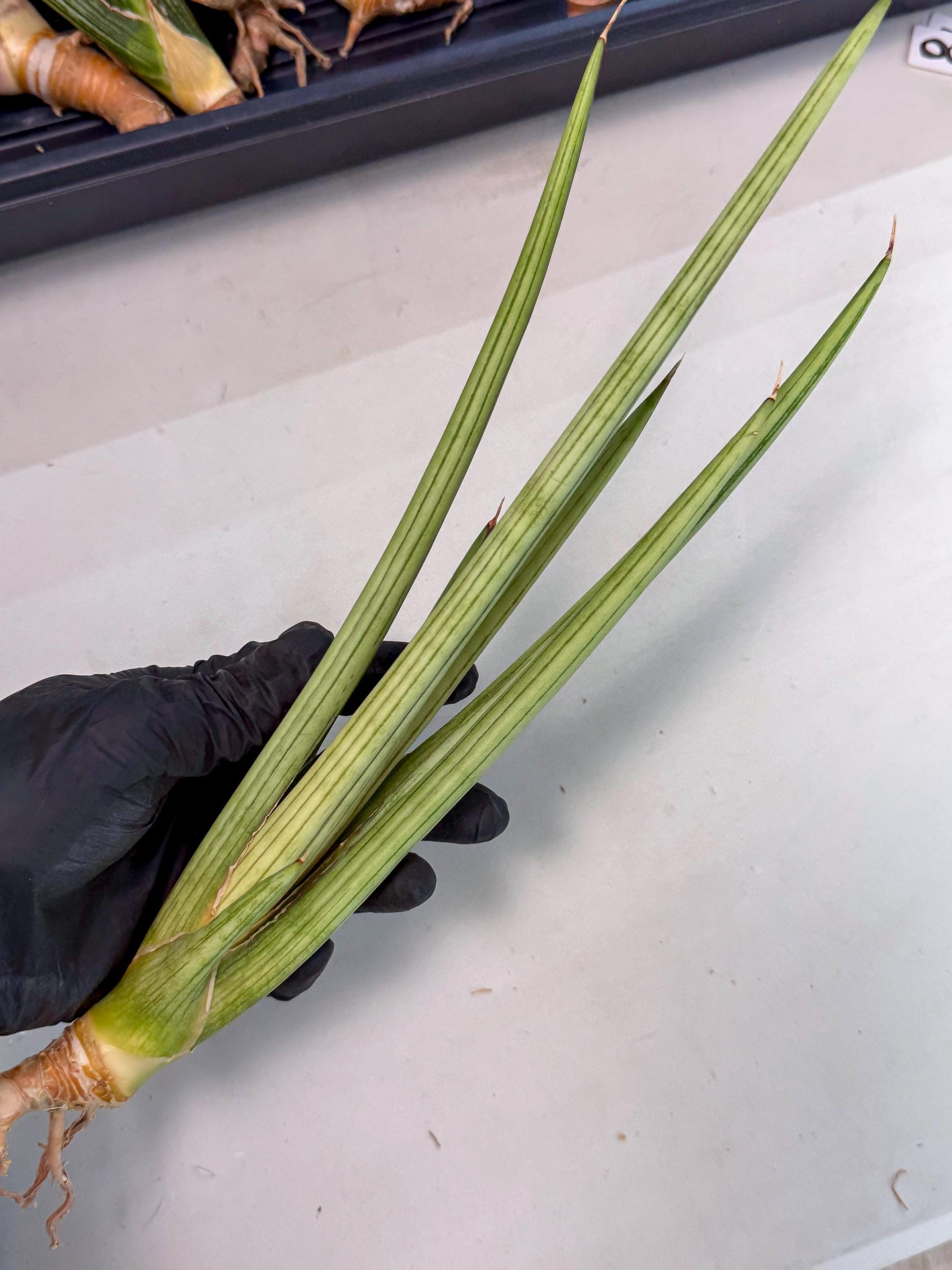 Sansevieria Alawo Eve (pp) (6) | Rare Hybrids