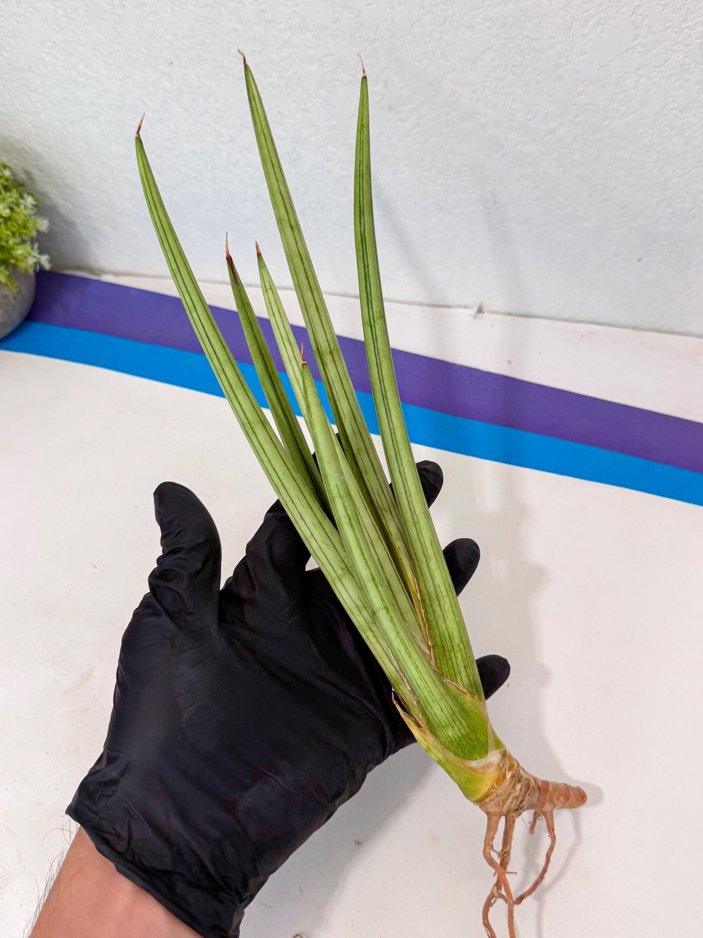 Sansevieria Alawo Eve (pp) (6) | Rare Hybrids