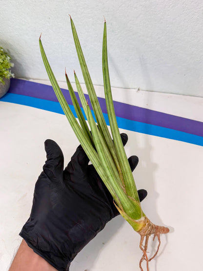 Sansevieria Alawo Eve (pp) (6) | Rare Hybrids