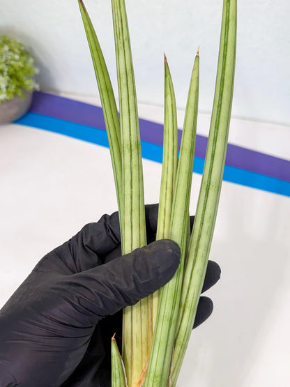 Sansevieria Alawo Eve (pp) (6) | Rare Hybrids