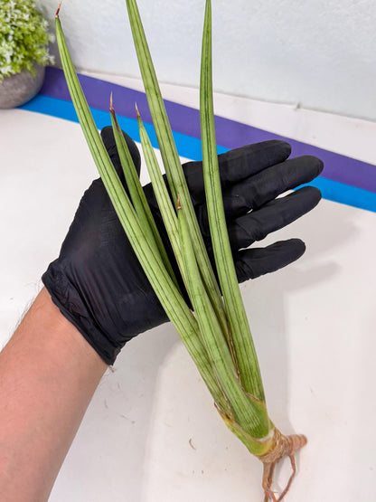 Sansevieria Alawo Eve (pp) (6) | Rare Hybrids