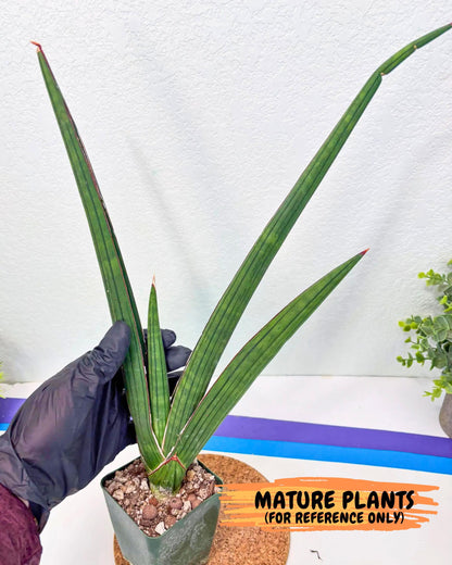 Sansevieria Masirom (pp) (8) | Rare Hybrids