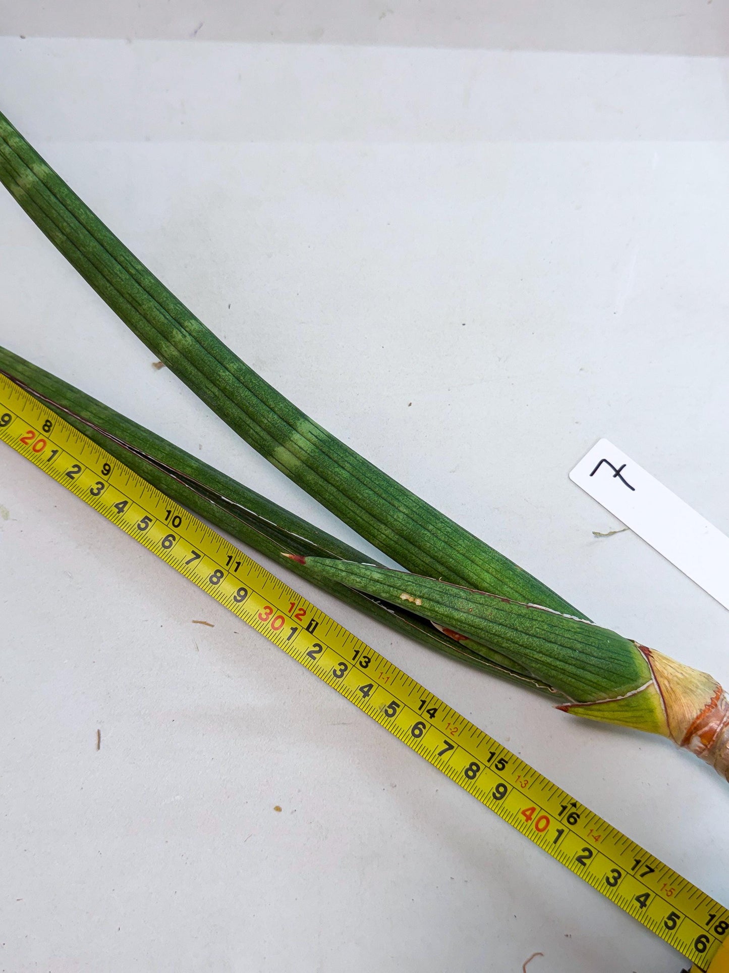 Sansevieria Masirom (pp) (8) | Rare Hybrids