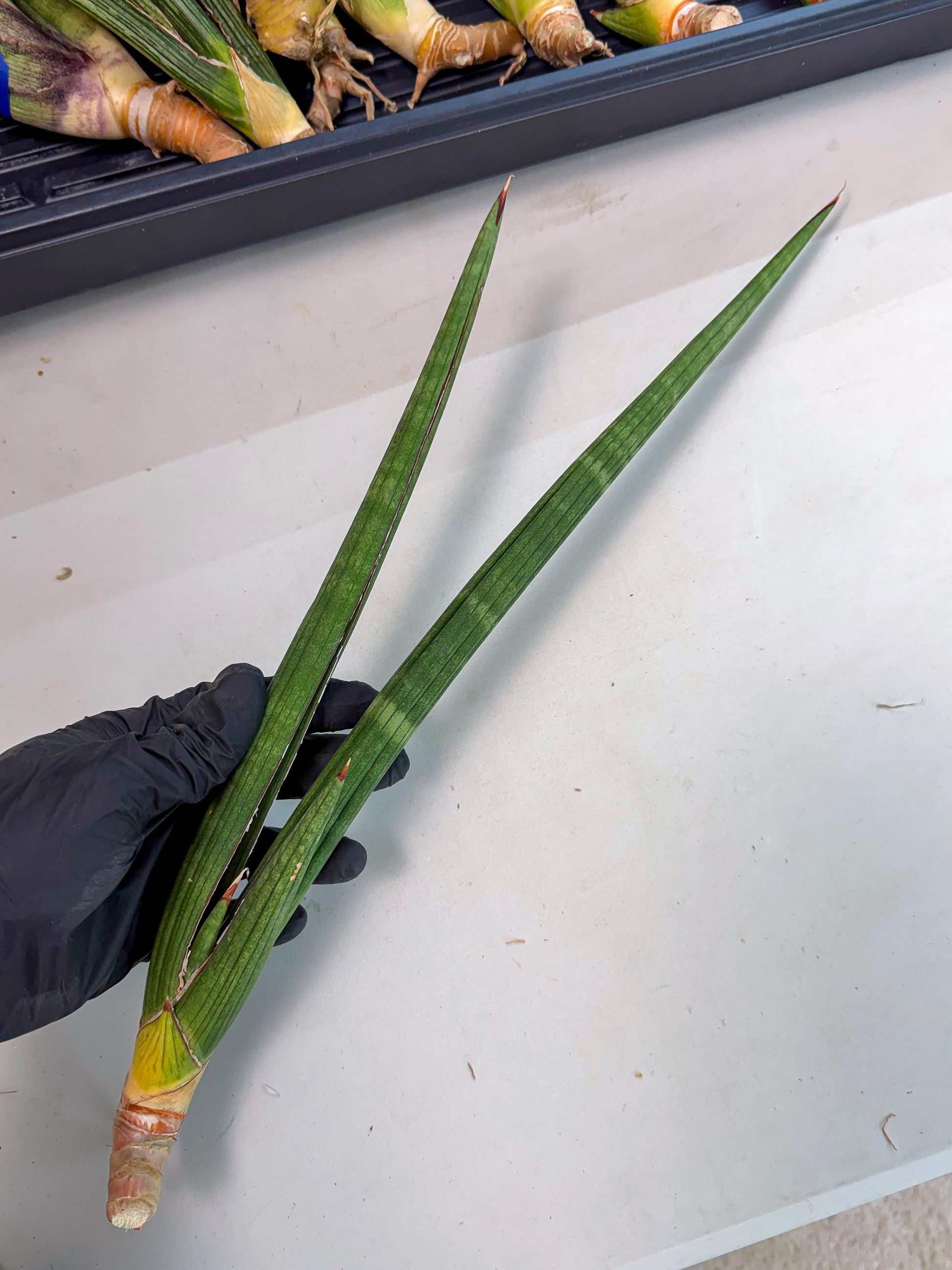 Sansevieria Masirom (pp) (8) | Rare Hybrids