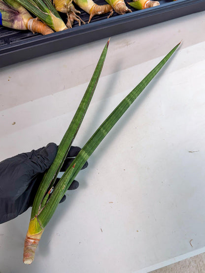 Sansevieria Masirom (pp) (8) | Rare Hybrids