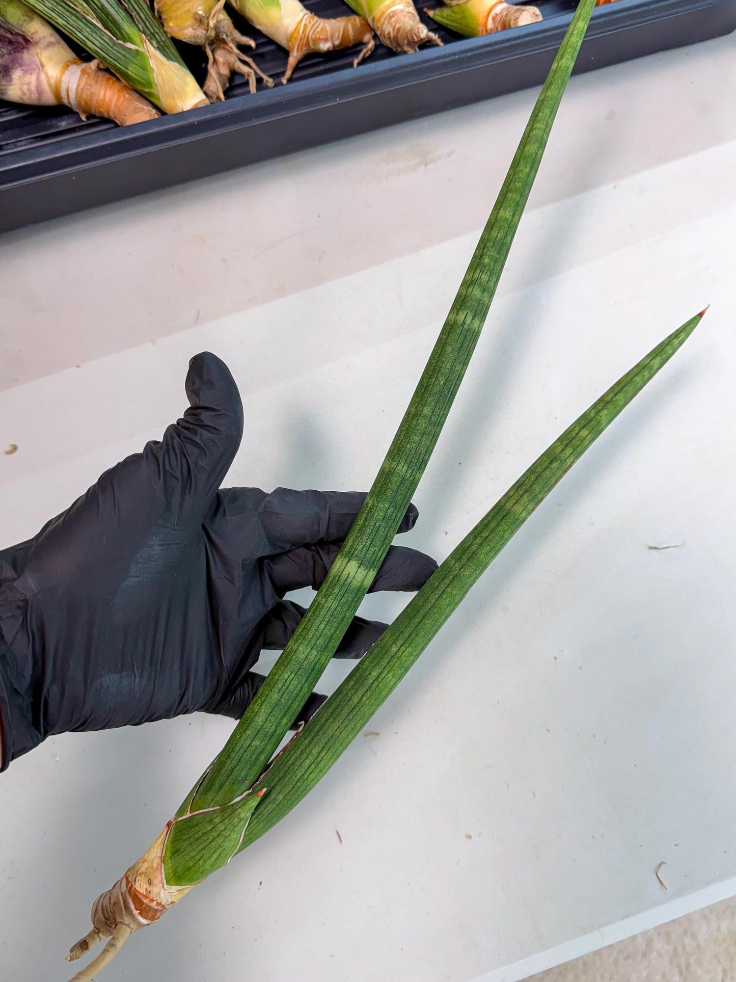 Sansevieria Masirom (pp) (8) | Rare Hybrids