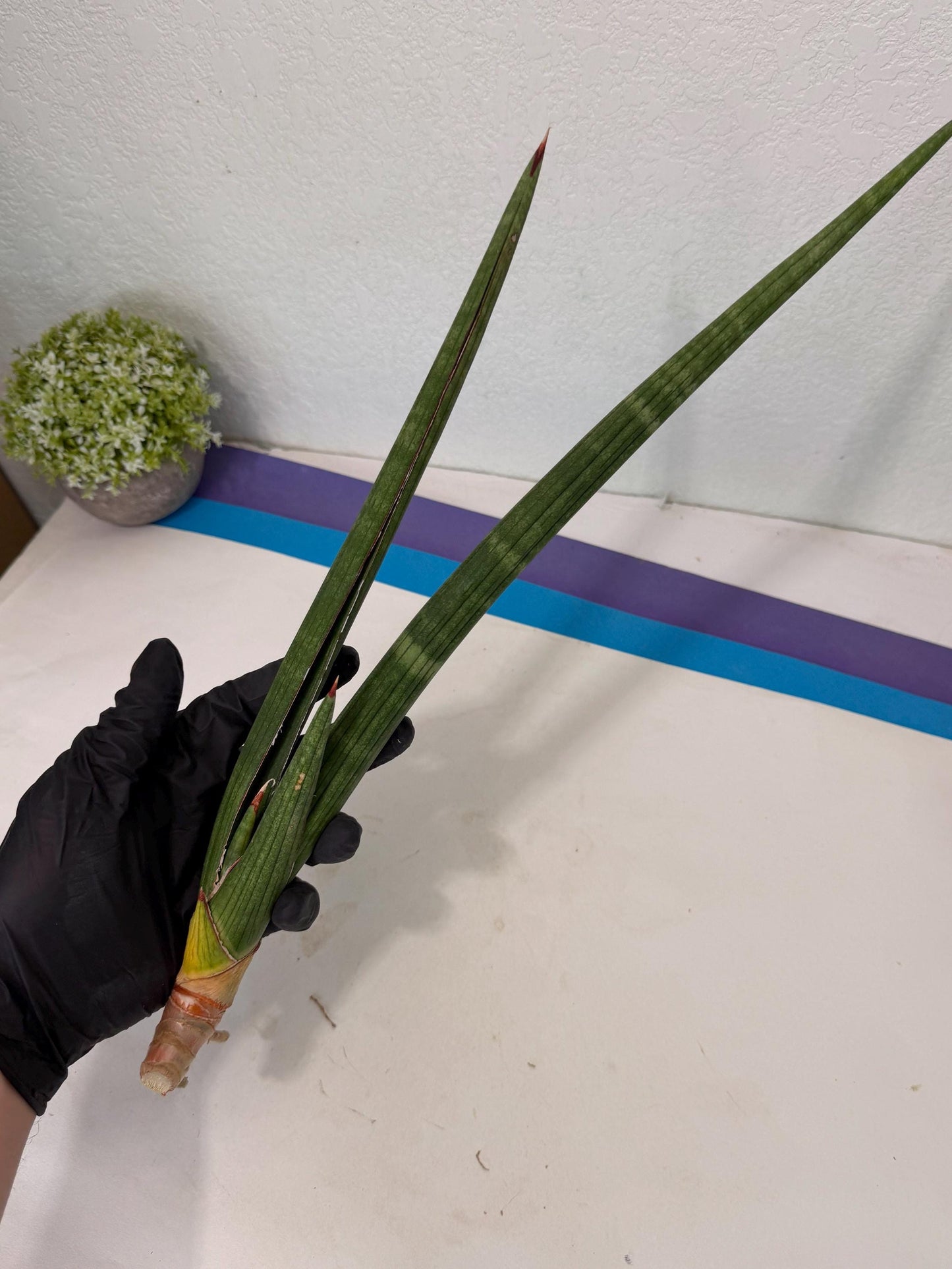 Sansevieria Masirom (pp) (8) | Rare Hybrids