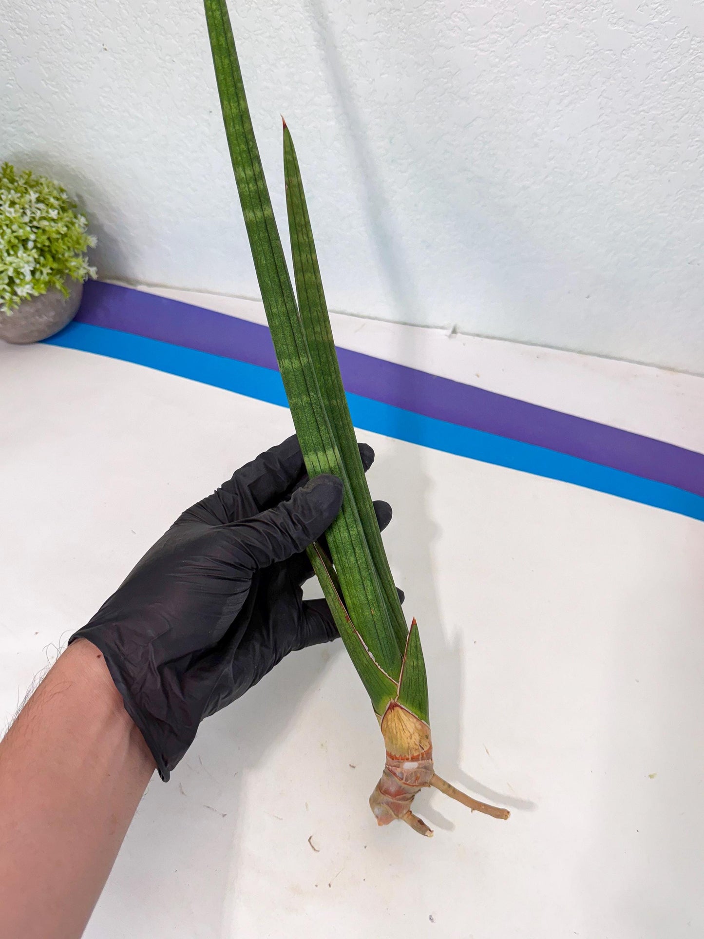 Sansevieria Masirom (pp) (8) | Rare Hybrids