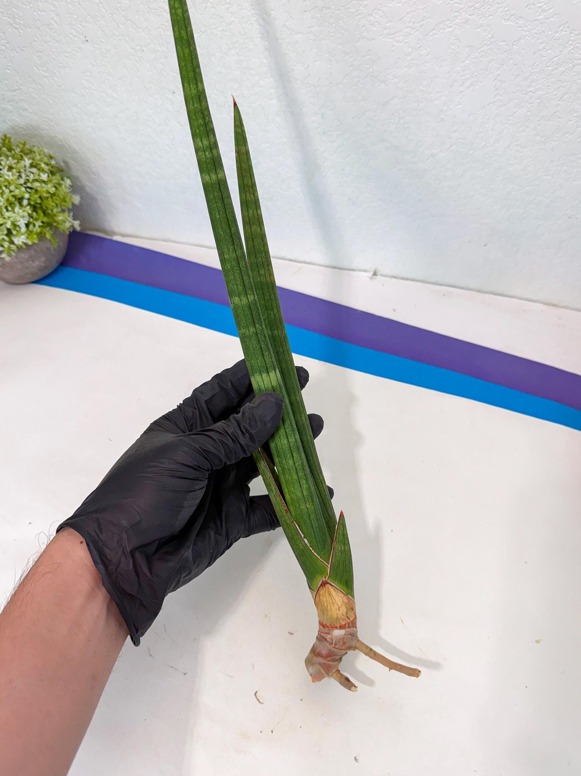 Sansevieria Masirom (pp) (8) | Rare Hybrids