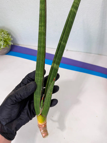 Sansevieria Masirom (pp) (8) | Rare Hybrids