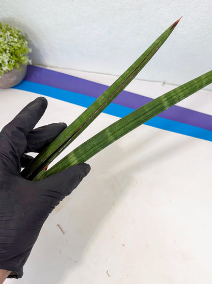 Sansevieria Masirom (pp) (8) | Rare Hybrids