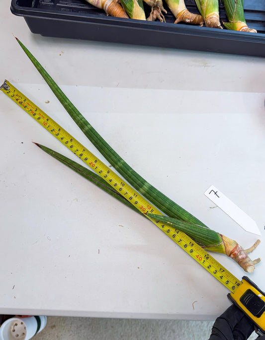 Sansevieria Masirom (pp) (8) | Rare Hybrids