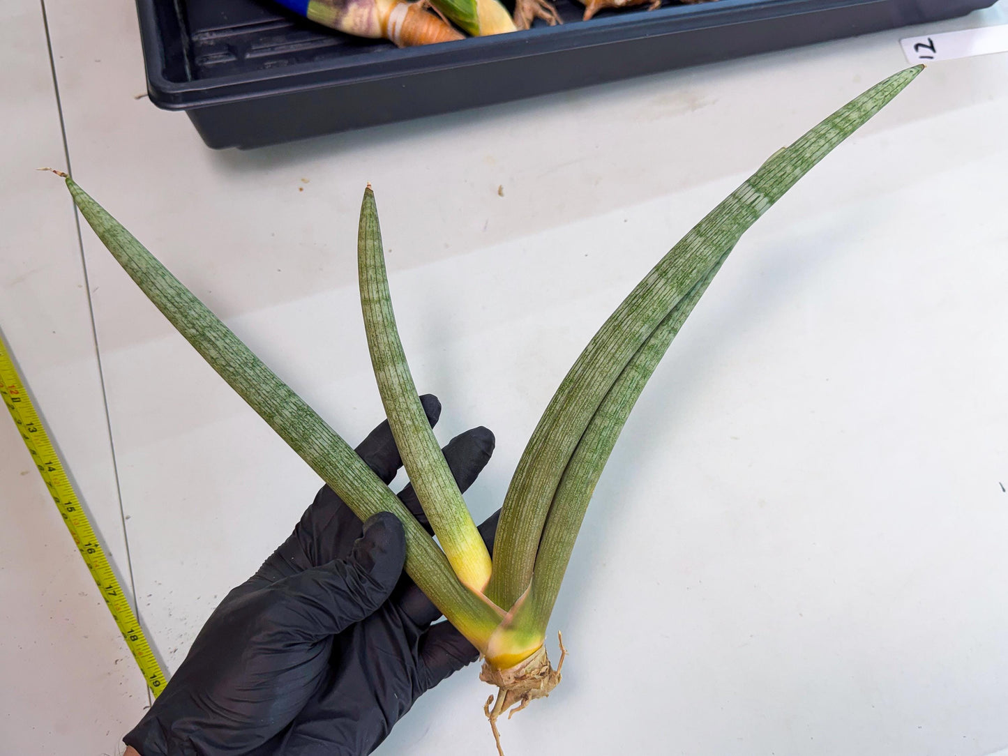 Sansevieria Nabat Earid (pp) (11) | Rare Hybrids