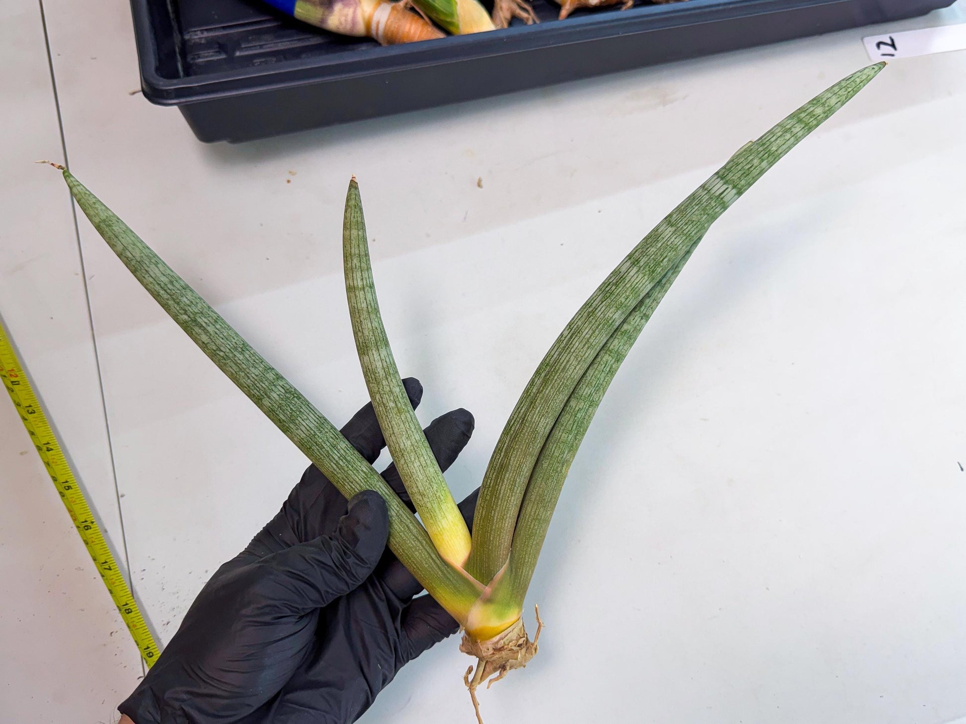 Sansevieria Nabat Earid (pp) (11) | Rare Hybrids