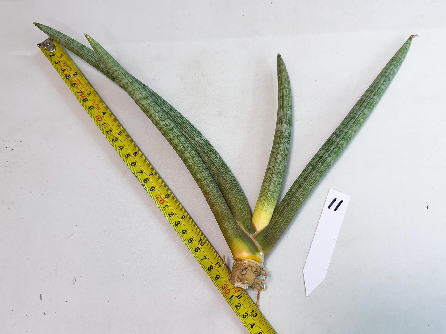 Sansevieria Nabat Earid (pp) (11) | Rare Hybrids