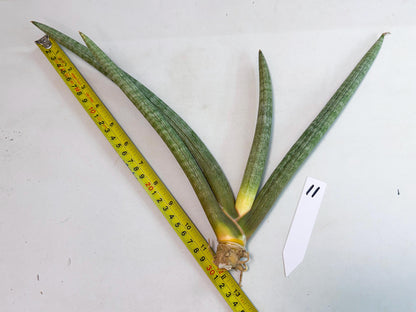 Sansevieria Nabat Earid (pp) (11) | Rare Hybrids