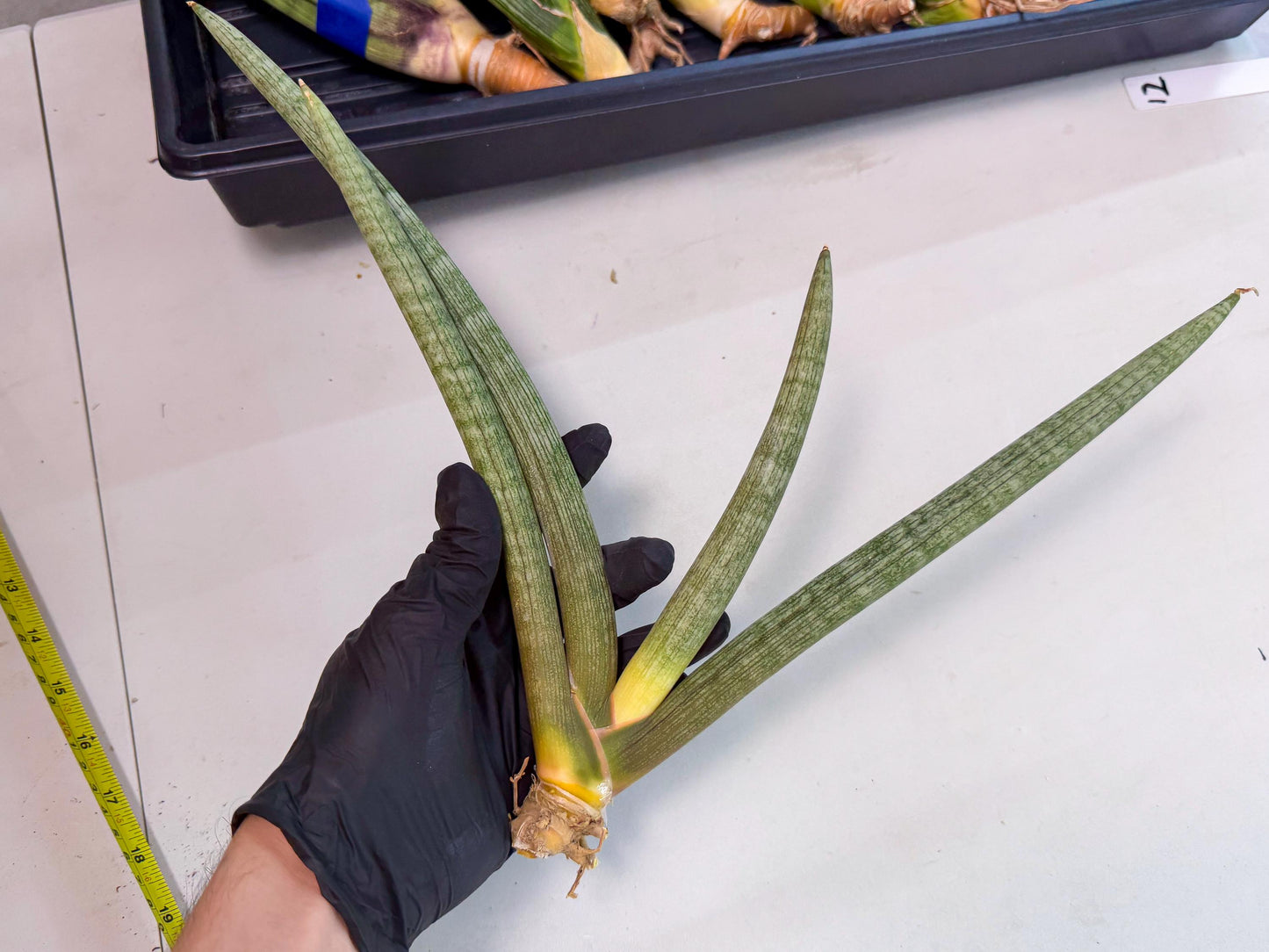 Sansevieria Nabat Earid (pp) (11) | Rare Hybrids