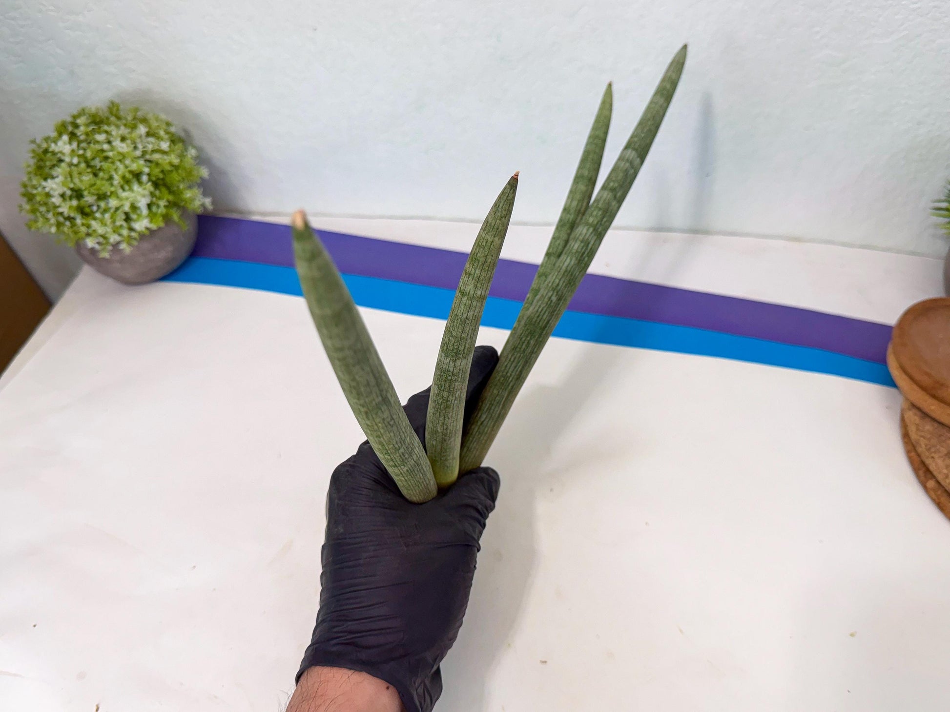 Sansevieria Nabat Earid (pp) (11) | Rare Hybrids